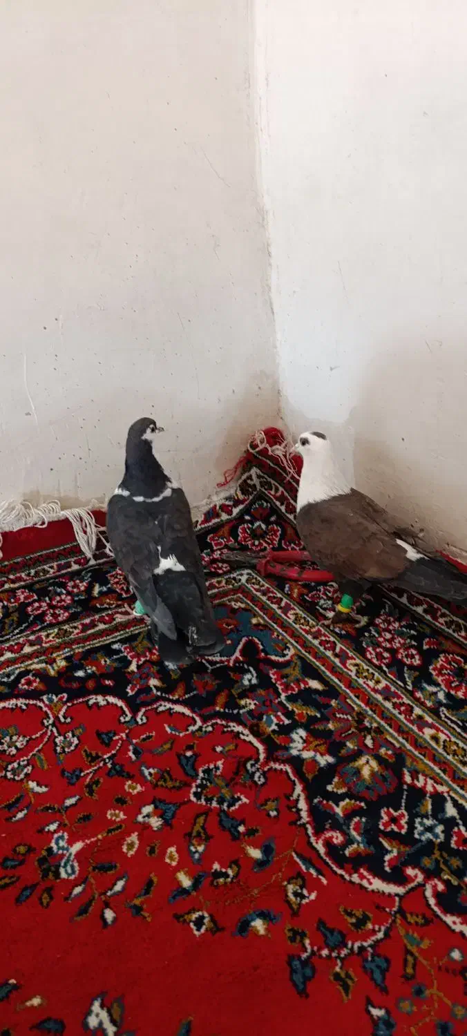 کبوتر مشهدی . لچگی .دوکت .طوقی|پرنده|کرمانشاه, |دیوار