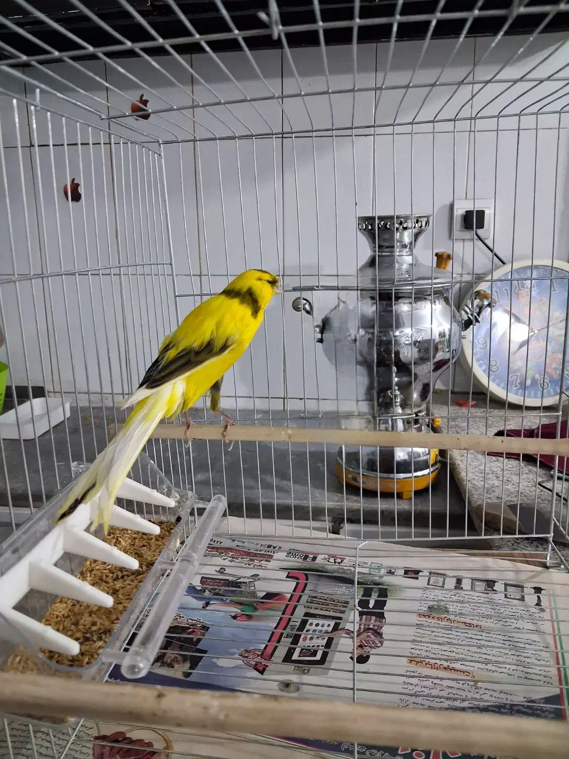 قناری رسمی بلند ماده|پرنده|ری, شهرک نظامی|دیوار