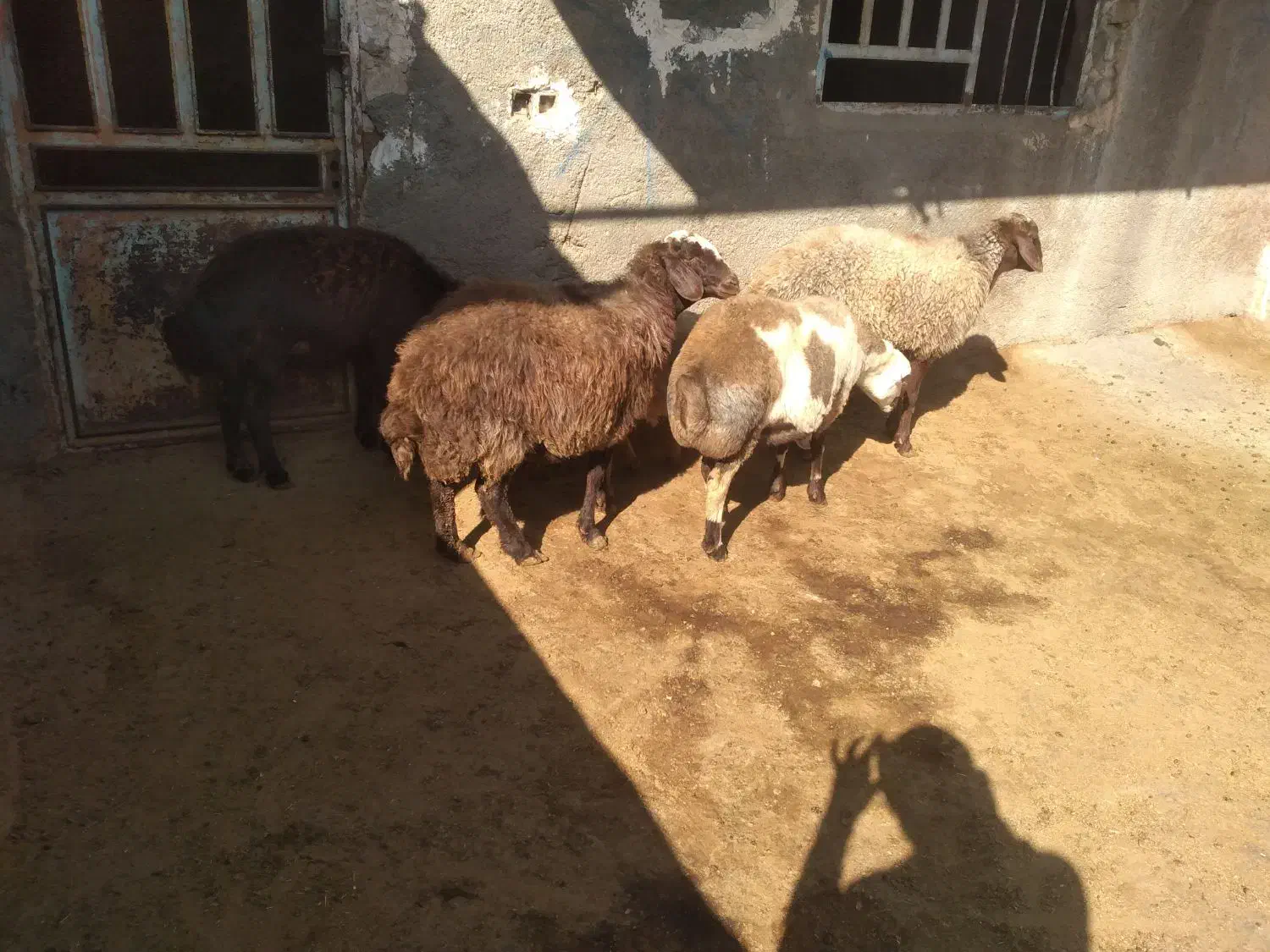 4 تا شک ابستن|حیوانات مزرعه|کوهدشت, |دیوار