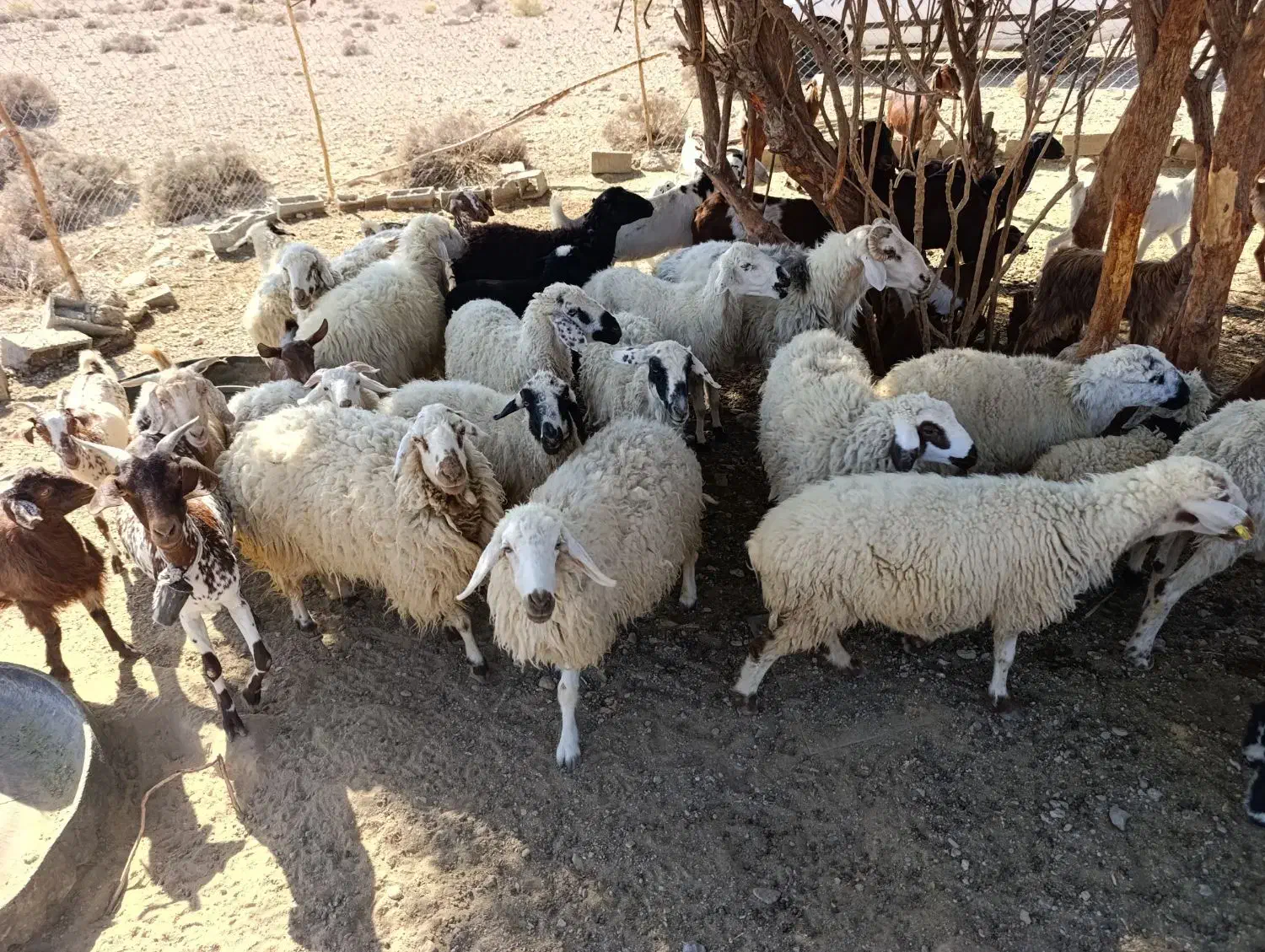 سلام ودرود فروش فوری تعداد55راس،بزصلاله اصل ومیش|حیوانات مزرعه|حاجی آباد, |دیوار