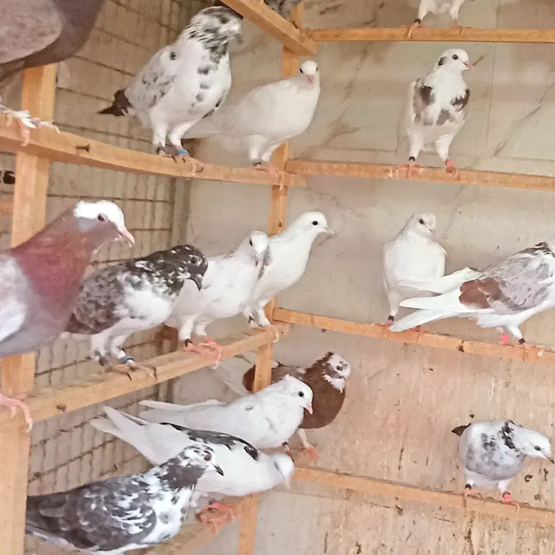 جوجه کبوتر|پرنده|ری, شهید بهشتی|دیوار