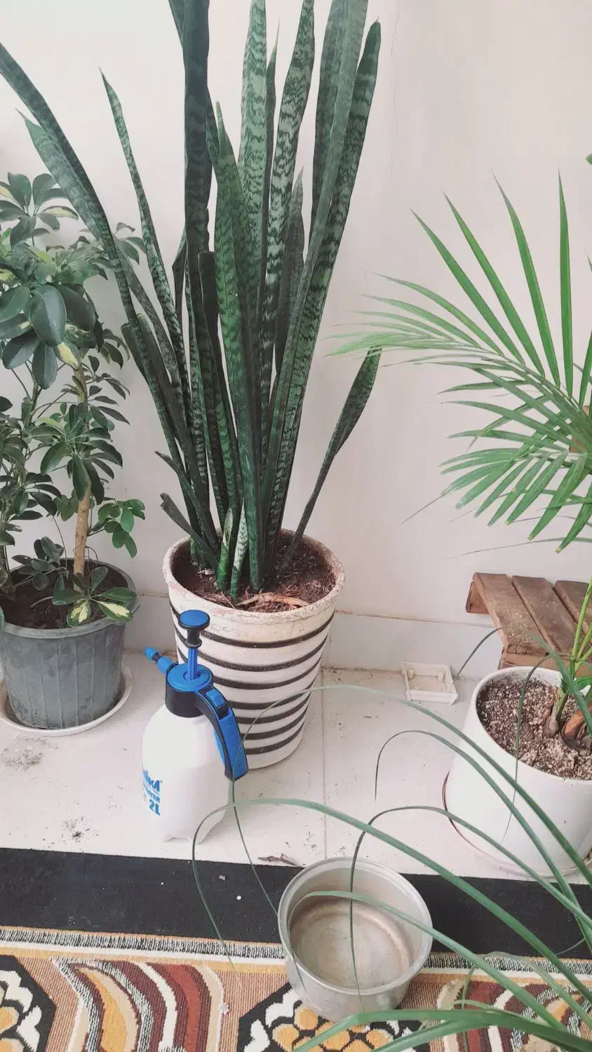 گل طبیعی|گل و گیاه طبیعی|فردوس (خراسان), |دیوار