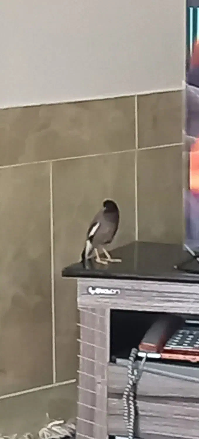 مرغ مینا|پرنده|سبزوار, کهنه آب|دیوار