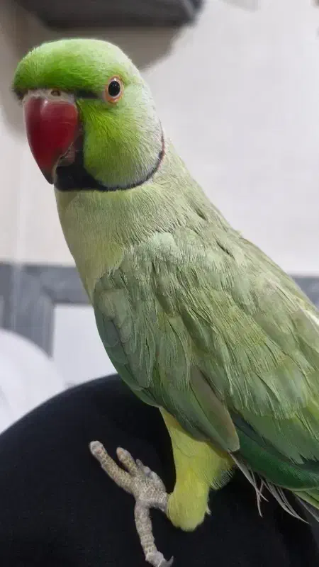 طوطی ملنگو دستی|پرنده|فرخشهر, |دیوار