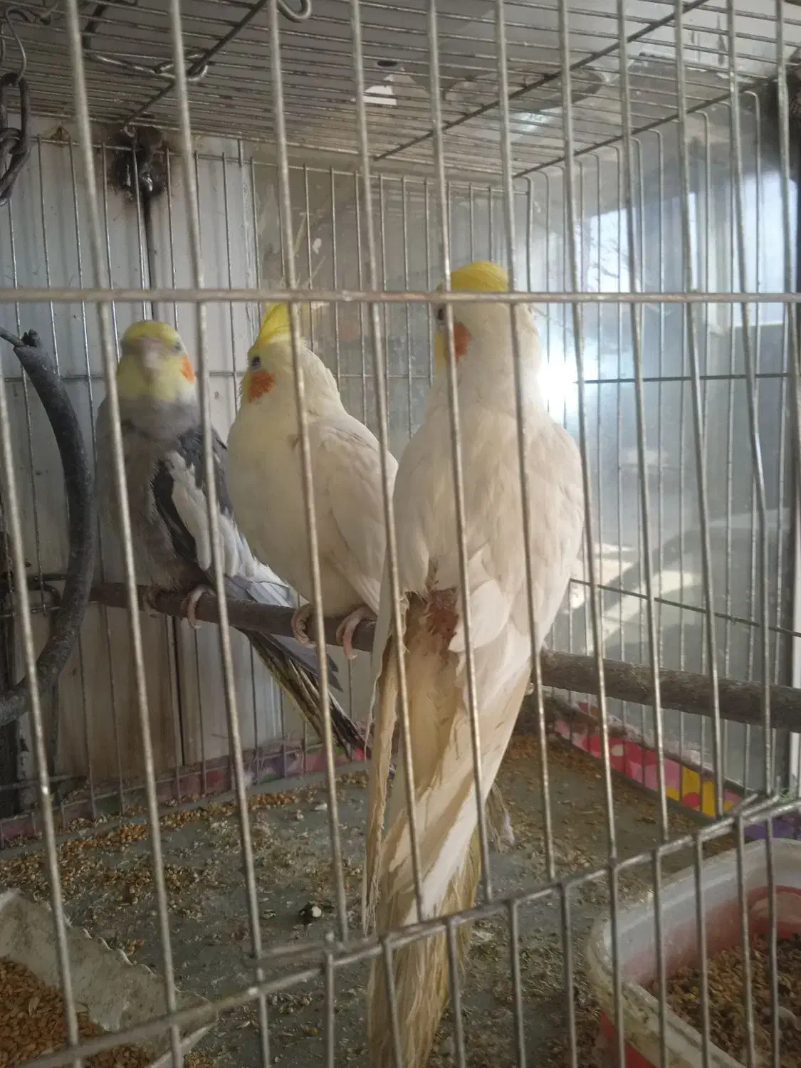 عروس هلندی|پرنده|بن, |دیوار