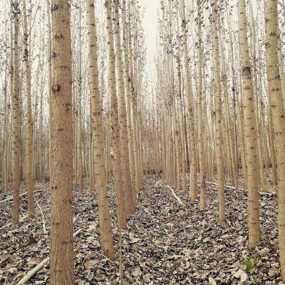 با کیفیت ترین نهال گردو و میوه در غرب نهال|خدمات باغبانی و درختکاری|الوند, |دیوار