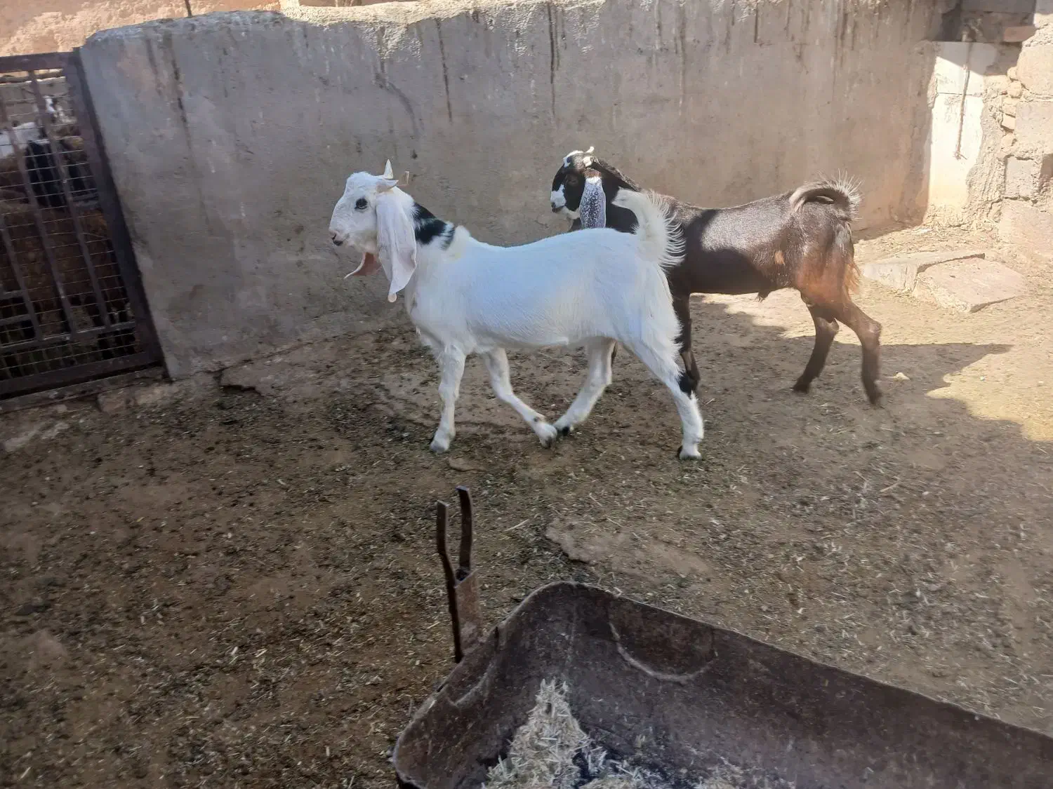 بزغاله|حیوانات مزرعه|نصر آباد, |دیوار