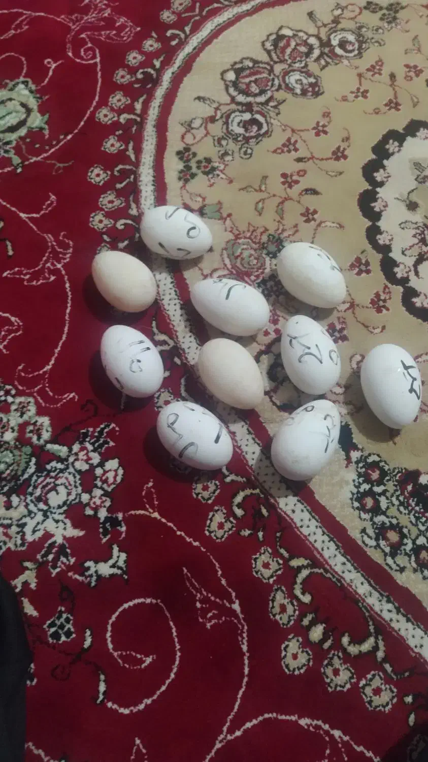 تخم غاز|حیوانات مزرعه|آق قلا, |دیوار