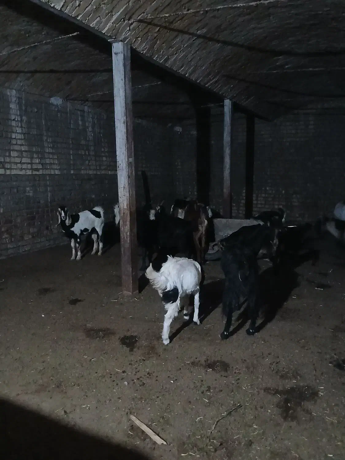 فروش بره نر و بزغاله نر|حیوانات مزرعه|قم, شهر قائم|دیوار