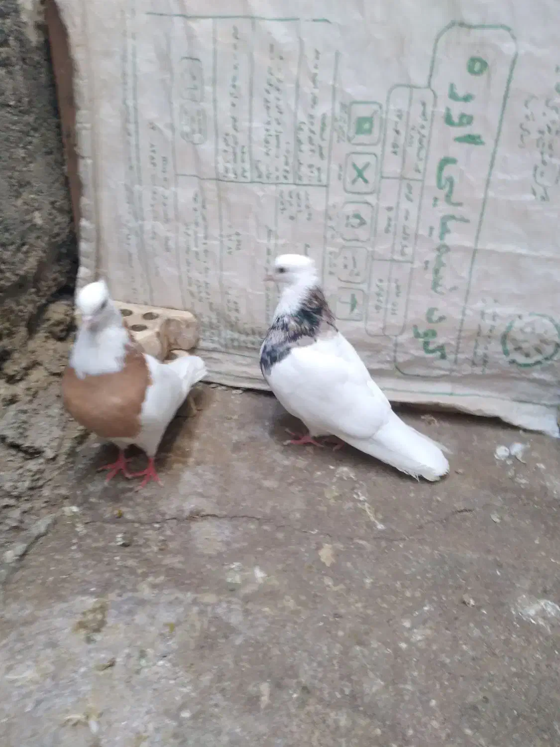کبوتر طوقی|پرنده|شوش, |دیوار