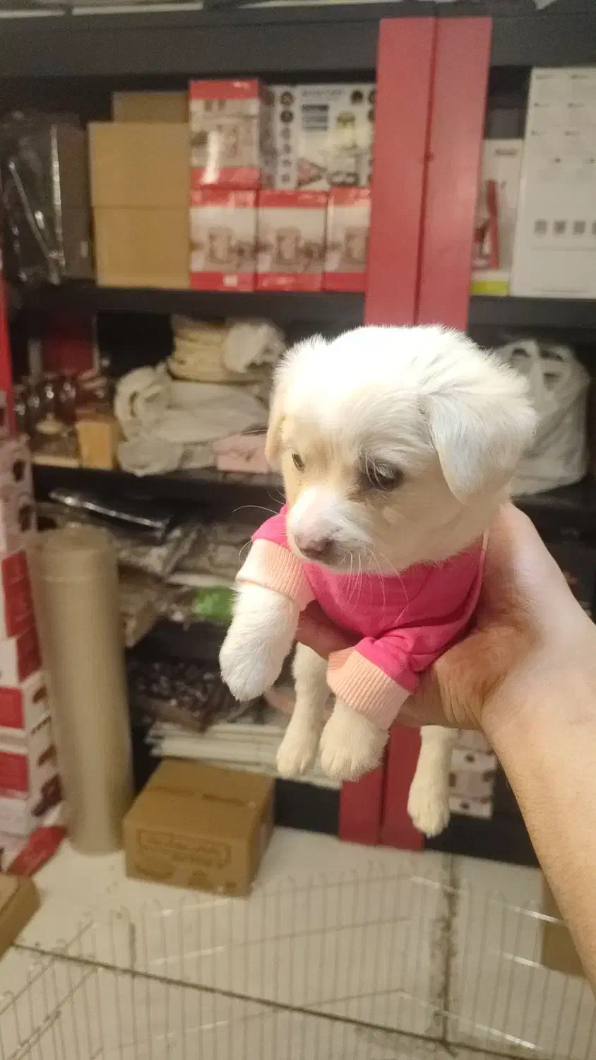 سگ شیتزو|سگ|تهران, شکوفه (عبدل آباد)|دیوار