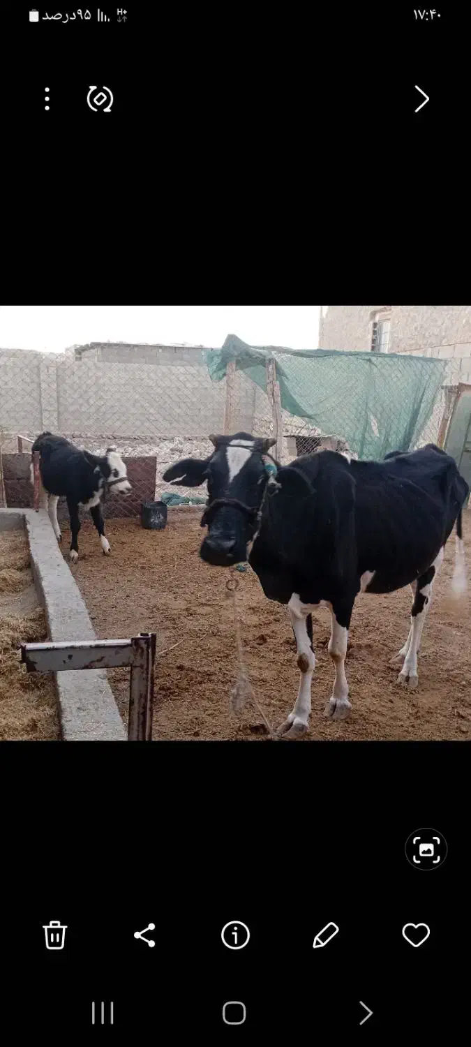 گاو و گوساله ماده مخصوص داشت|حیوانات مزرعه|لامرد, |دیوار