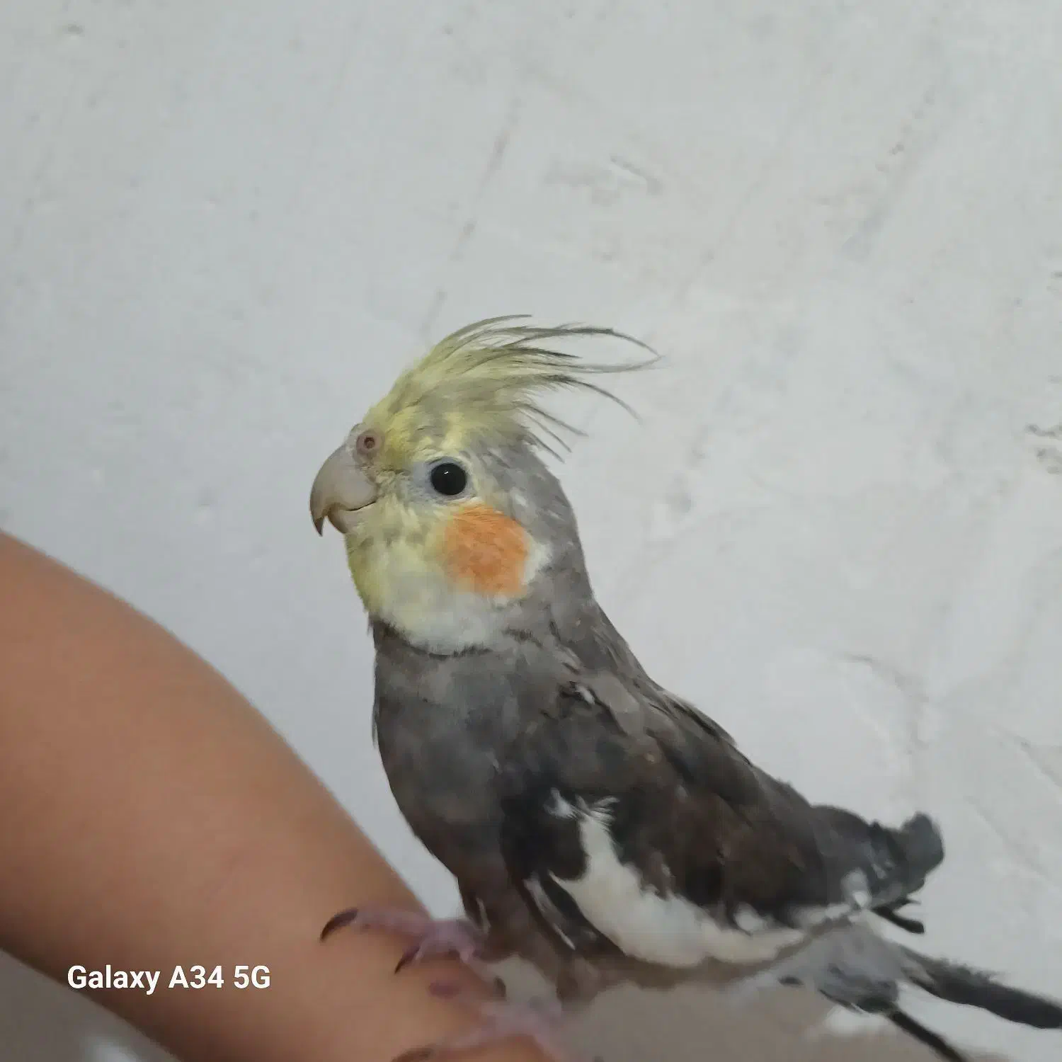 ۱۷۰۰۰،۰۰۰۰|پرنده|شیراز, شهرک بهار|دیوار