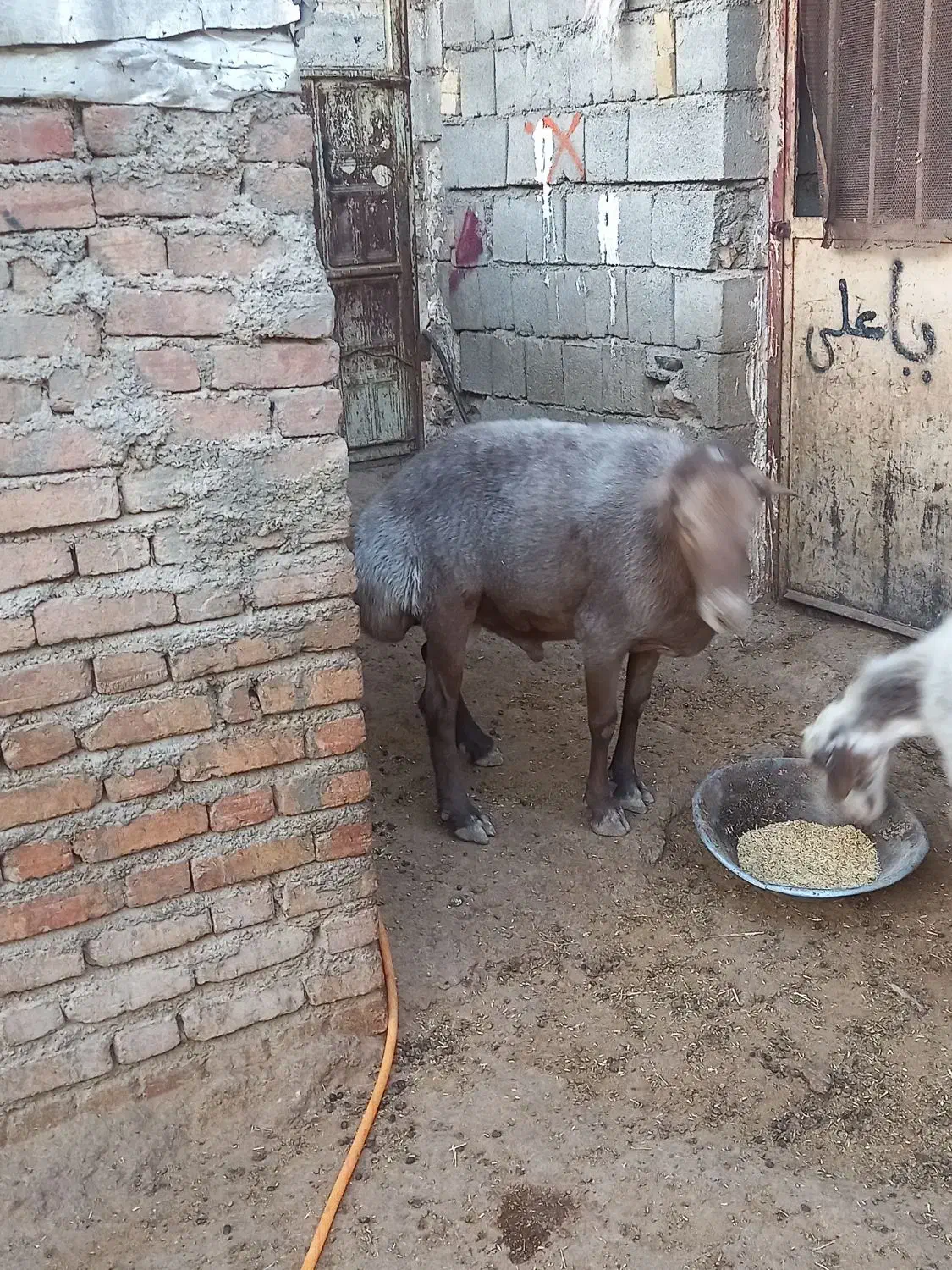 گوسفند|حیوانات مزرعه|دینور, |دیوار