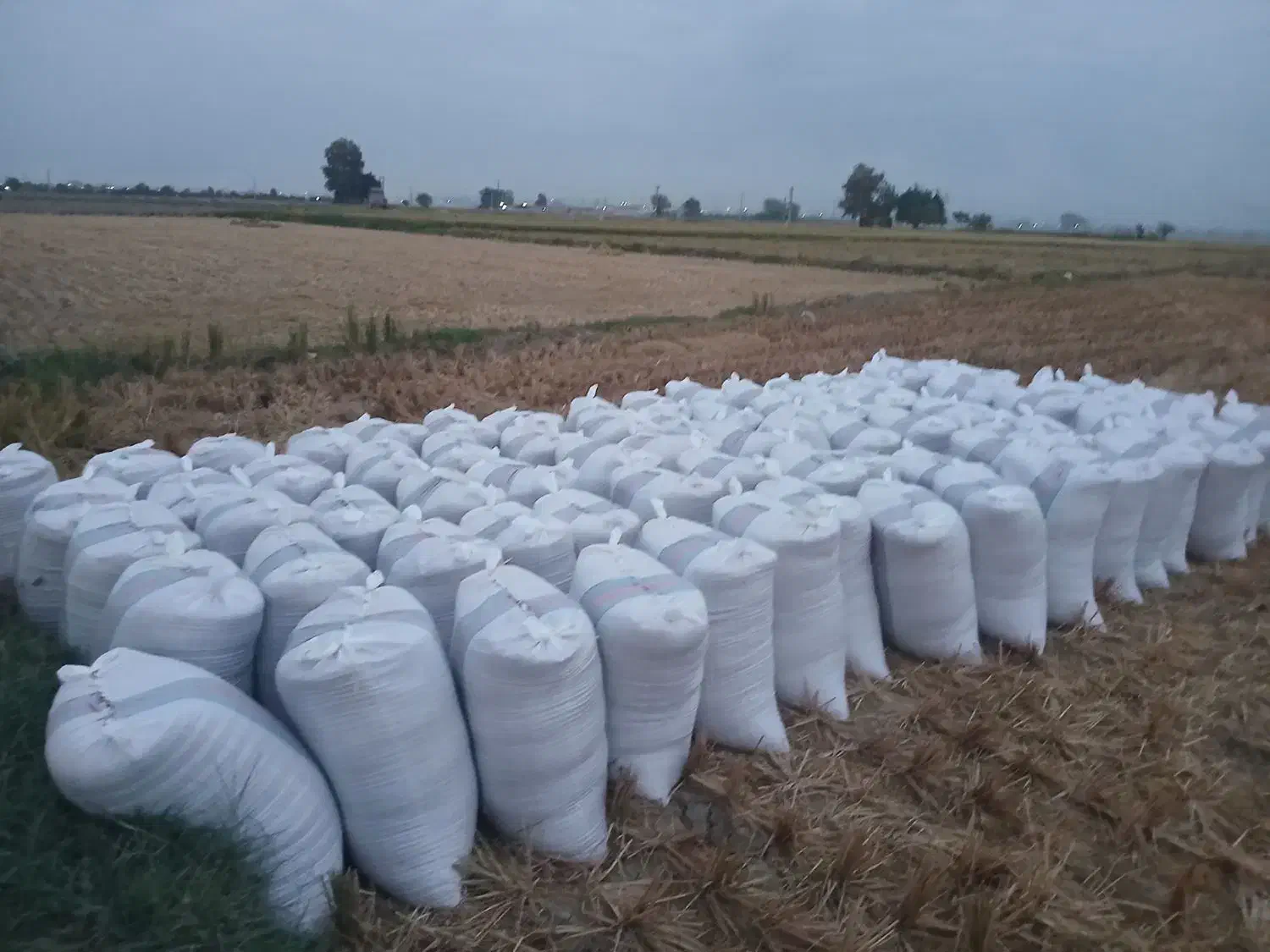 برنج ندا ۲تن|خوردنی و آشامیدنی|کردکوی, |دیوار