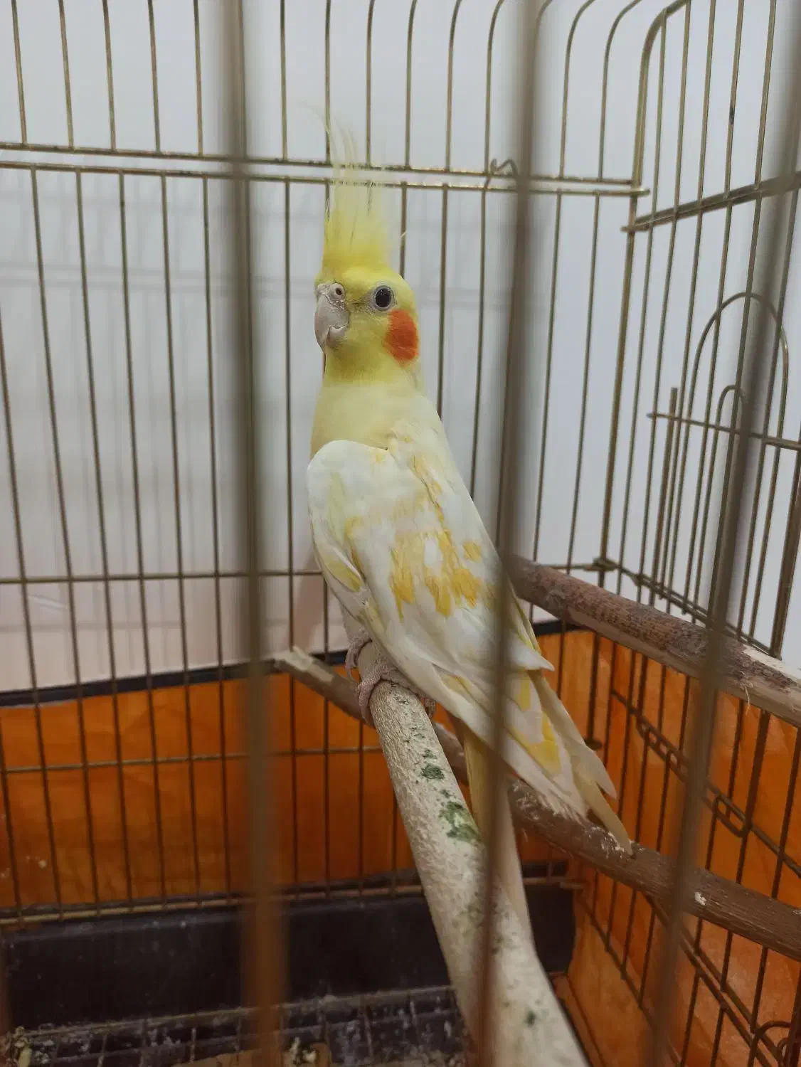 طوطی عروس هلندی بالغ ماده زعفرانی معاوضه|پرنده|روانسر, |دیوار