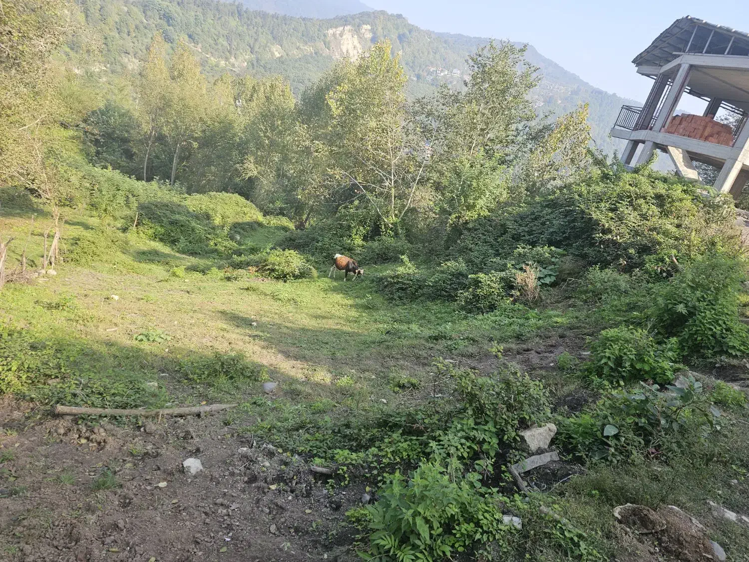 زمین عالی ۳۶۵ متر لفور مرزیدره داخل بافت|فروش زمین و ملک کلنگی|آلاشت, |دیوار