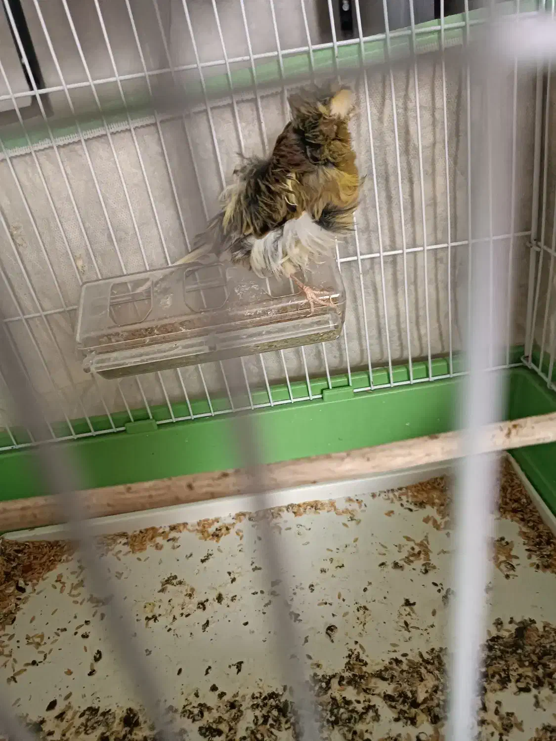 قناری ماده آماده فر کلکسیونی|پرنده|شیراز, احمدآباد|دیوار