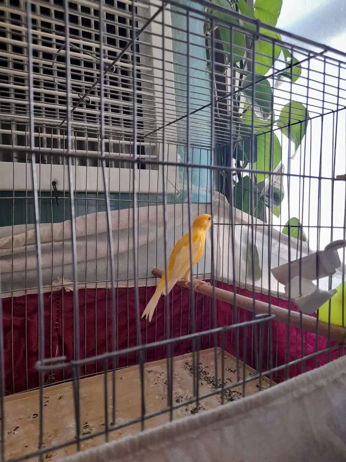 قناری نرطلایی بخون|پرنده|بروجن, |دیوار