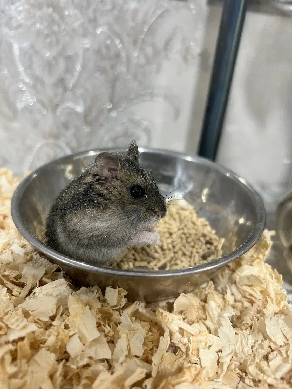 همستر کمپل|موش و خرگوش|رباط‌کریم, نصیرشهر|دیوار