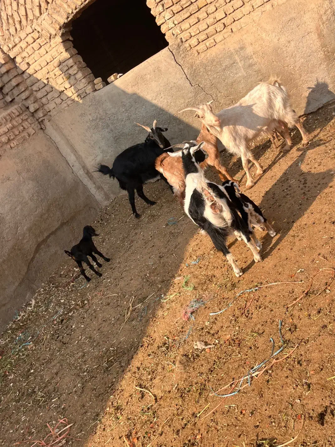 بز و بزغاله|حیوانات مزرعه|پیشوا, |دیوار