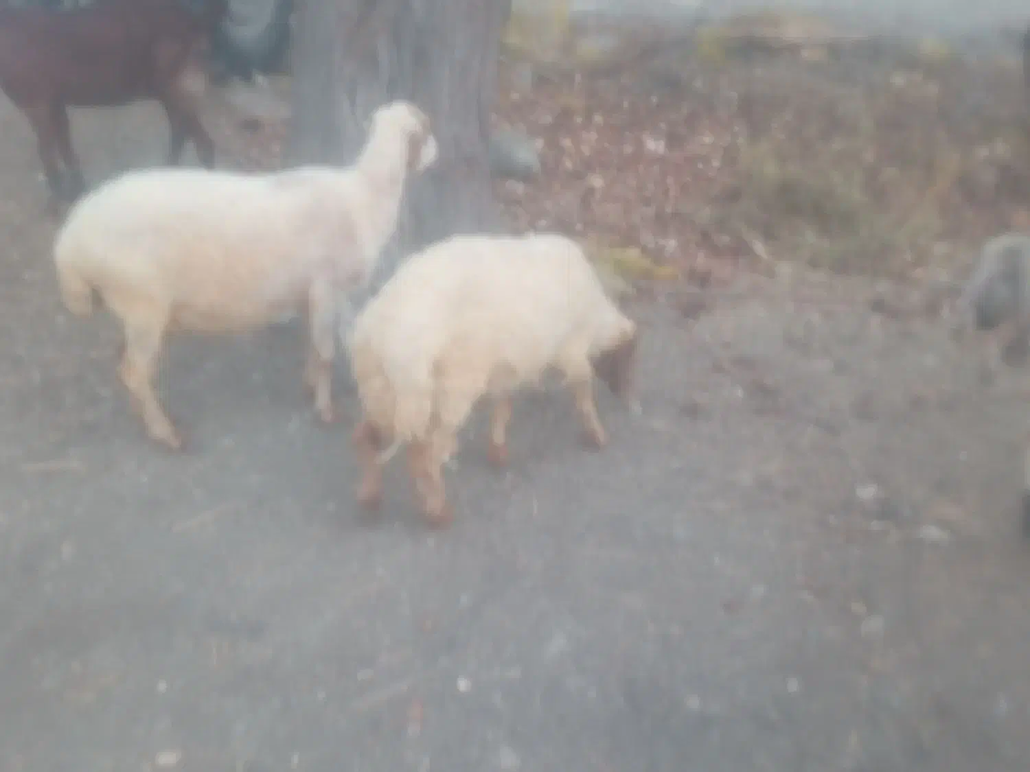 گوسفند فروشی سه تا میش با یک شیشک|حیوانات مزرعه|کهنوج, |دیوار