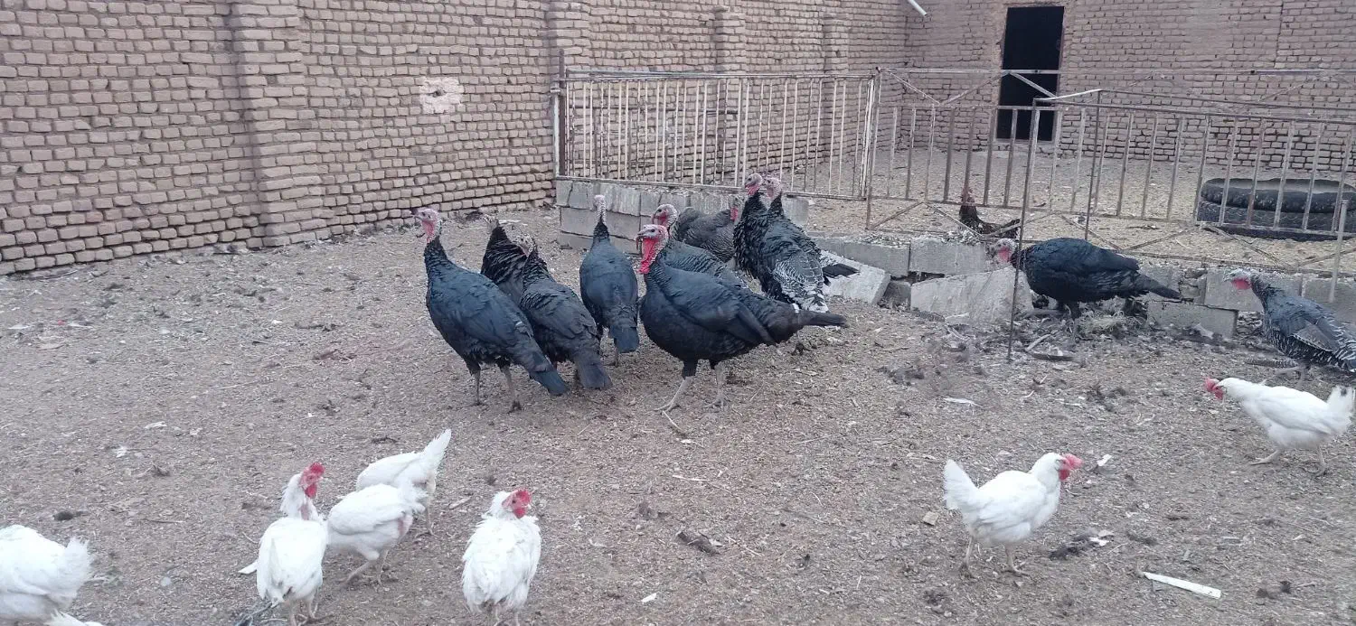 بوقلمون نر فروشی|حیوانات مزرعه|سبزوار, قصبه شرقی|دیوار