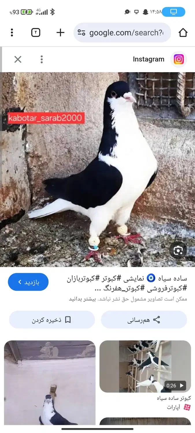 ساده سیاه|پرنده|تربتحیدریه, آبشار|دیوار