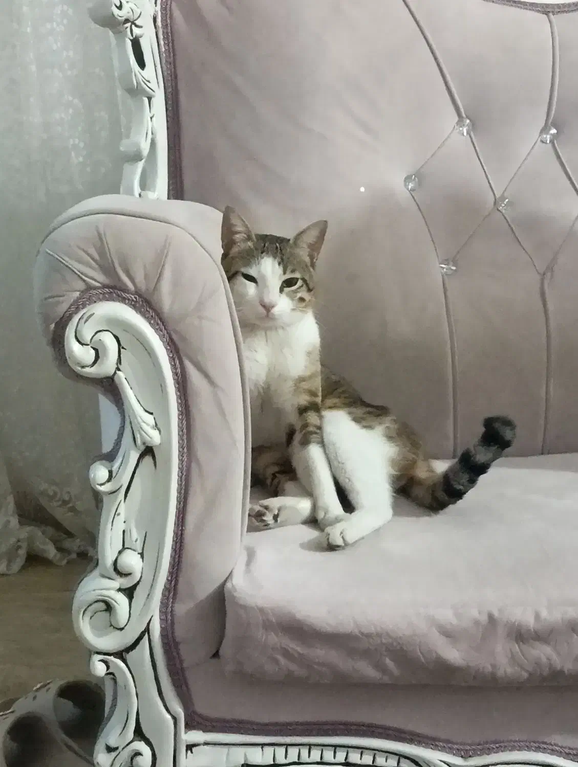 گربه|گربه|وحیدیه, |دیوار