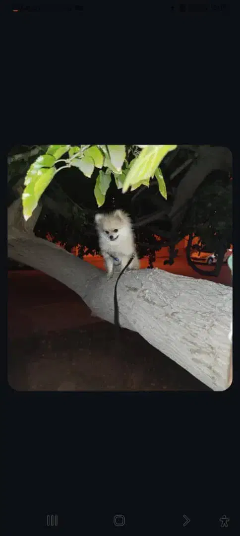 پامرانین نر اصیل ۷ ماهه، کاملاً سالم و خوشاستایل|سگ|یزد, |دیوار