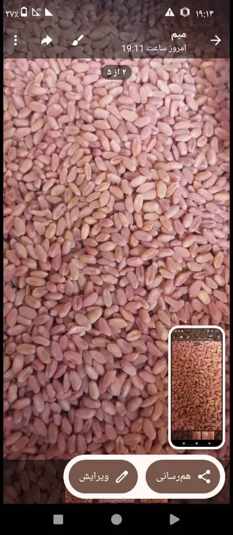 گندم م|عمده‌فروشی|آشخانه, |دیوار