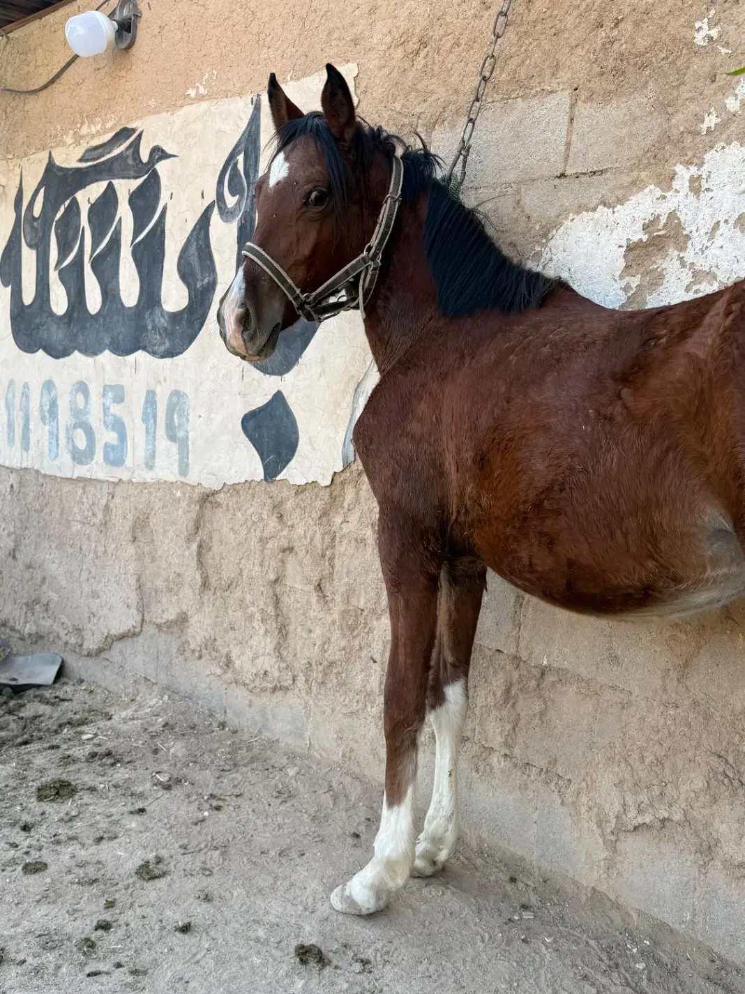 اسب کره نوه سالار۲|اسب و تجهیزات اسبسواری|شیراز, انجیره|دیوار