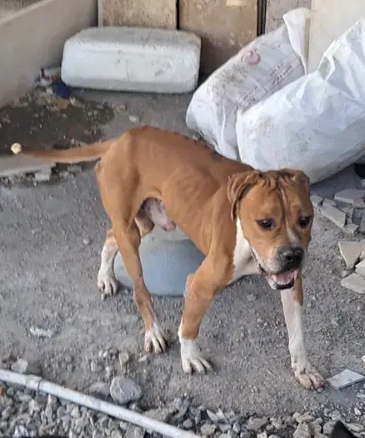 سگ مریض|حیوانات|اهواز, کیان اباد|دیوار