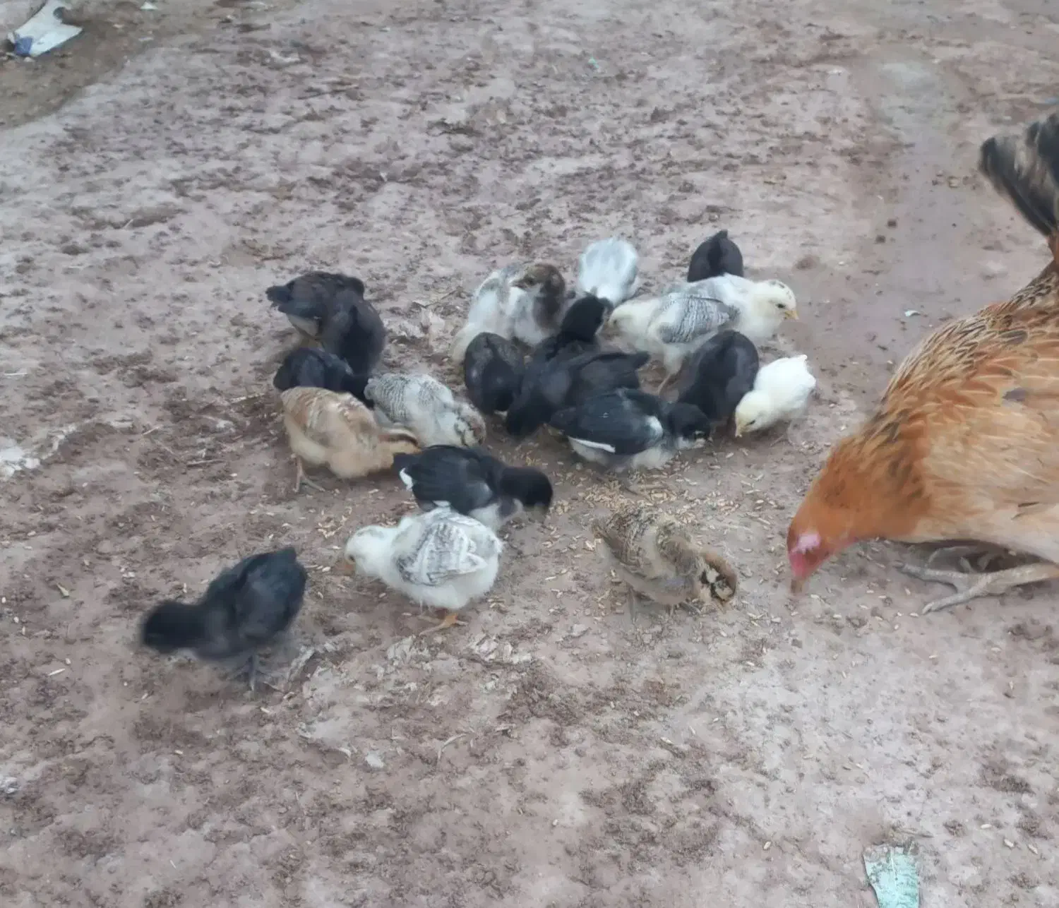 مرغ و جوجه|حیوانات مزرعه|دالاهو, |دیوار