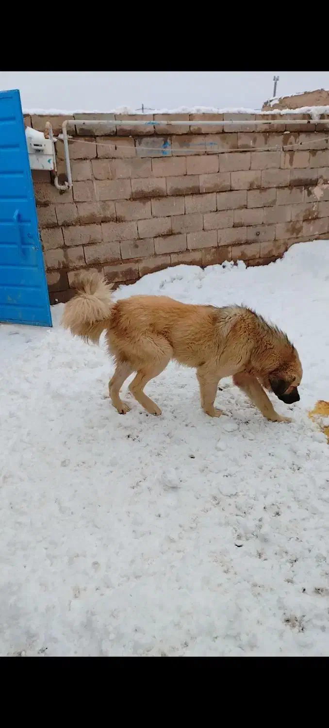 جاده زنجان دندی|سگ|انگوران, |دیوار