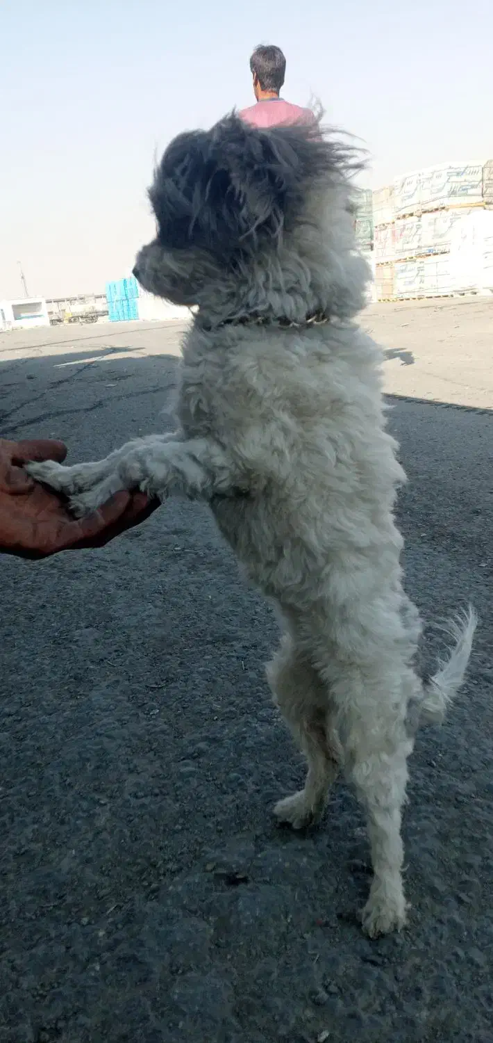 یک باب سگ پاپی ماده|سگ|خمینی‌شهر, |دیوار