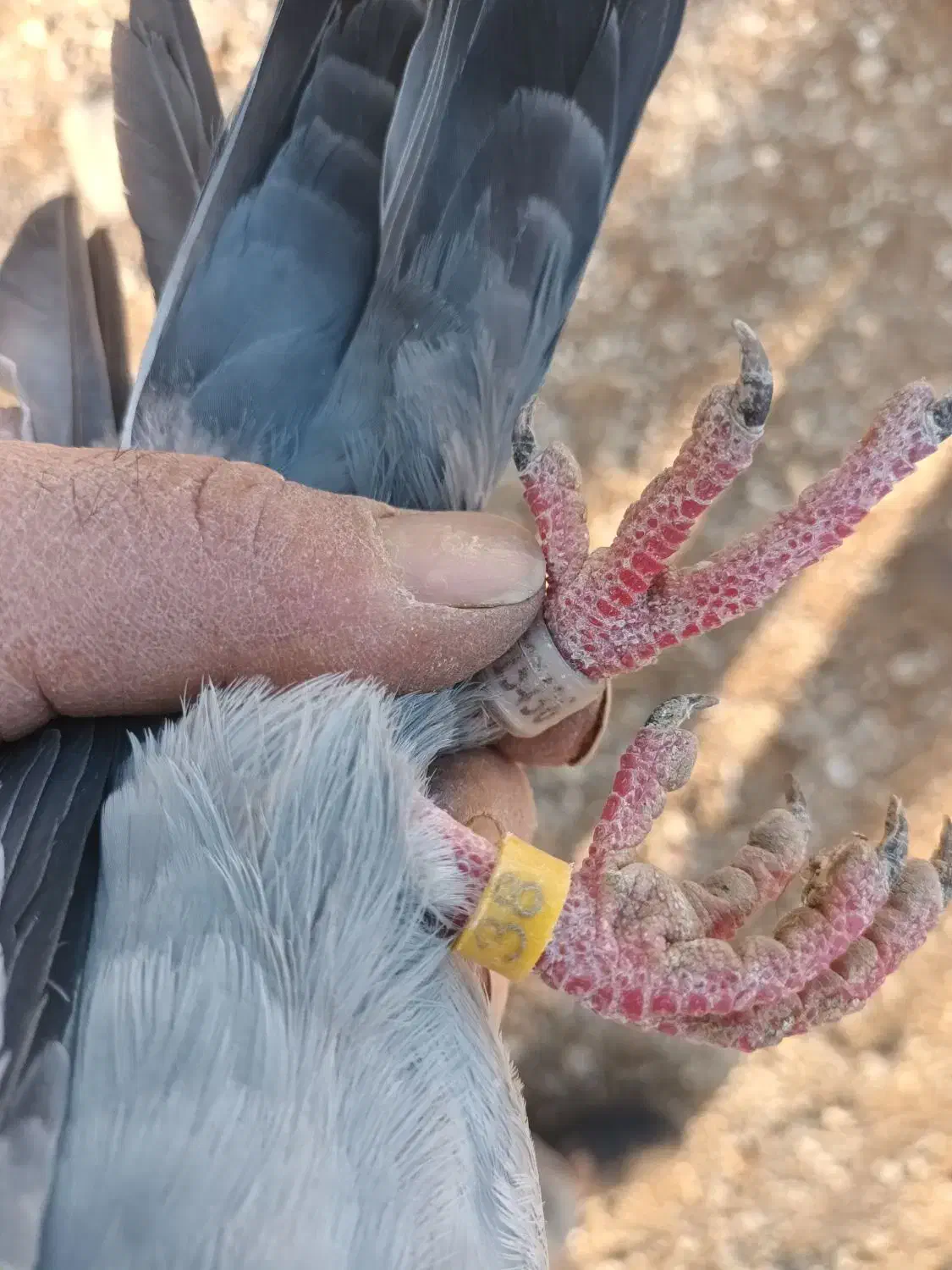 دوبر ماده|پرنده|اردبیل, |دیوار