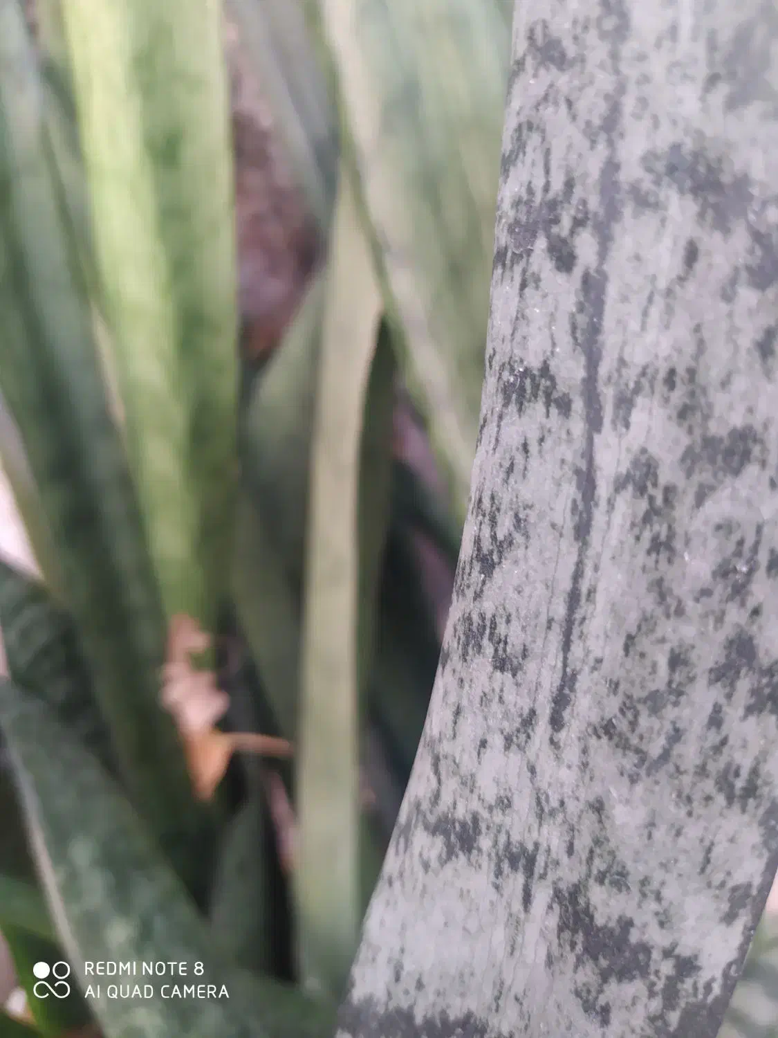 گل طبیعی|گل و گیاه طبیعی|شیراز, شهرک مهرگان|دیوار