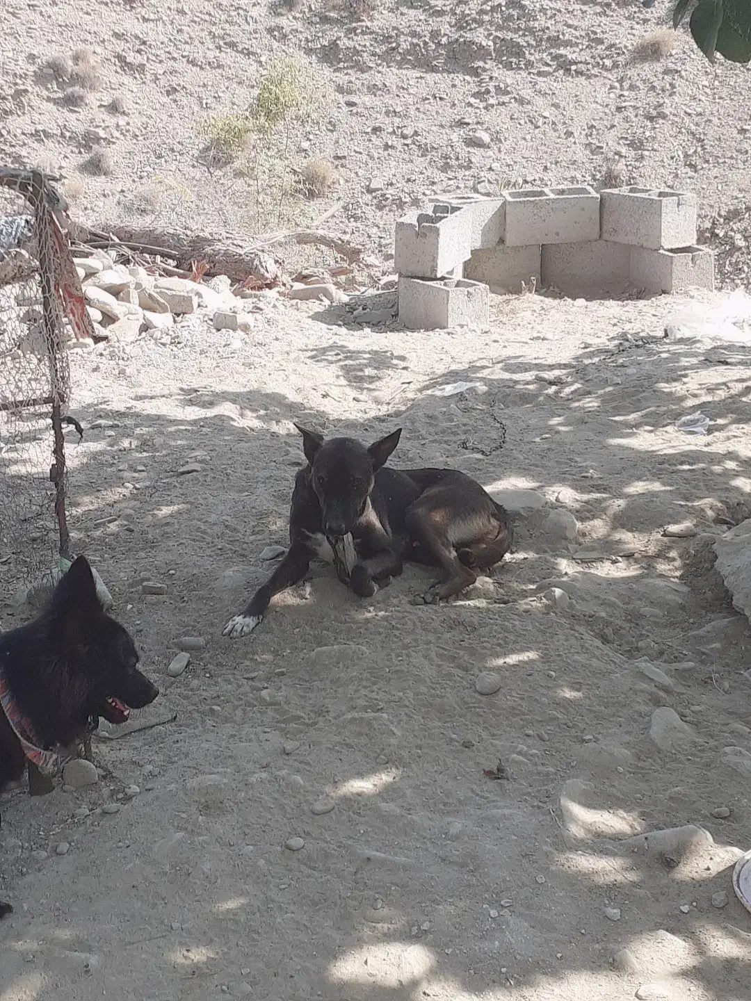 سگ مالینویز|سگ|میناب, |دیوار