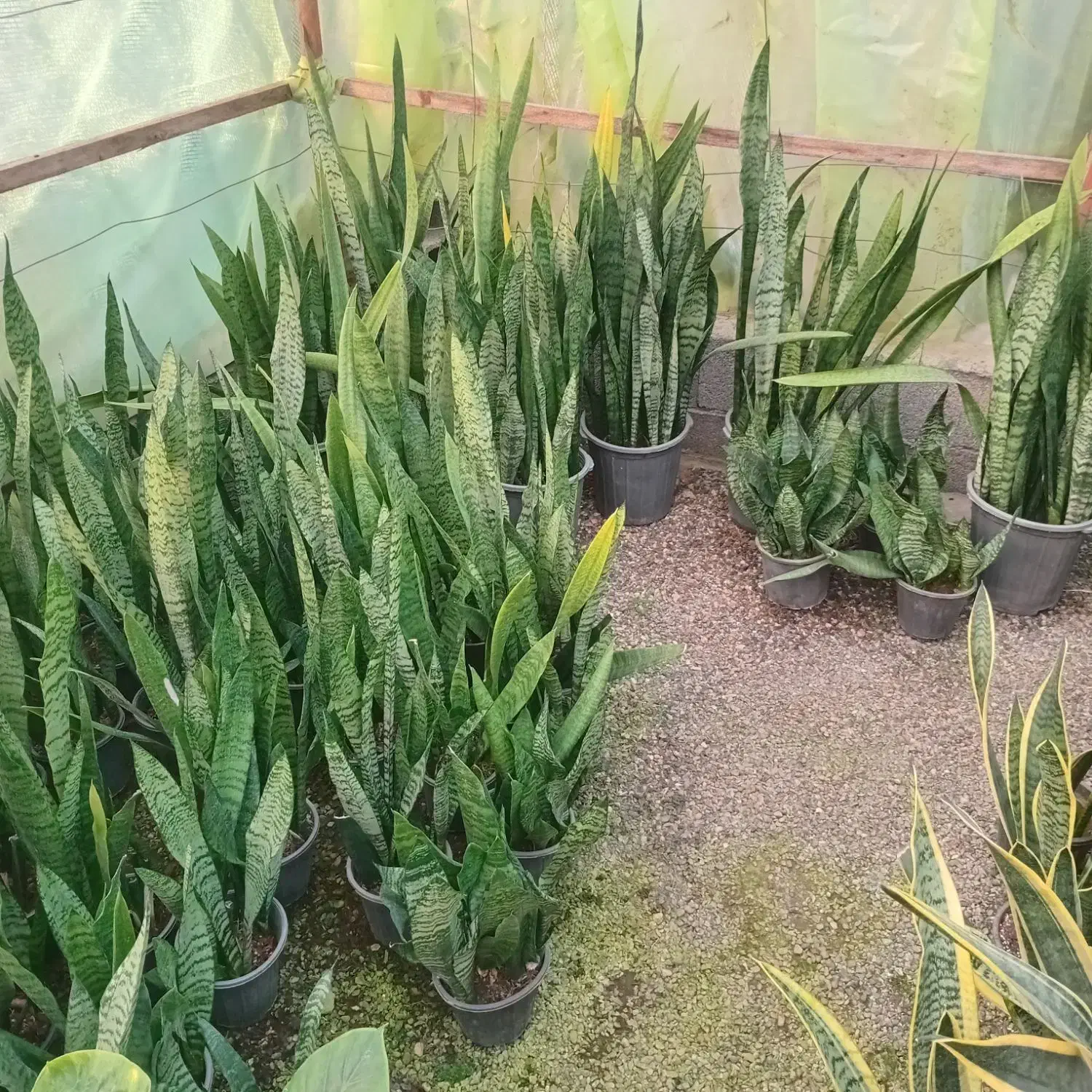 فروش انواع گل و گیاه|گل و گیاه طبیعی|رودسر, |دیوار