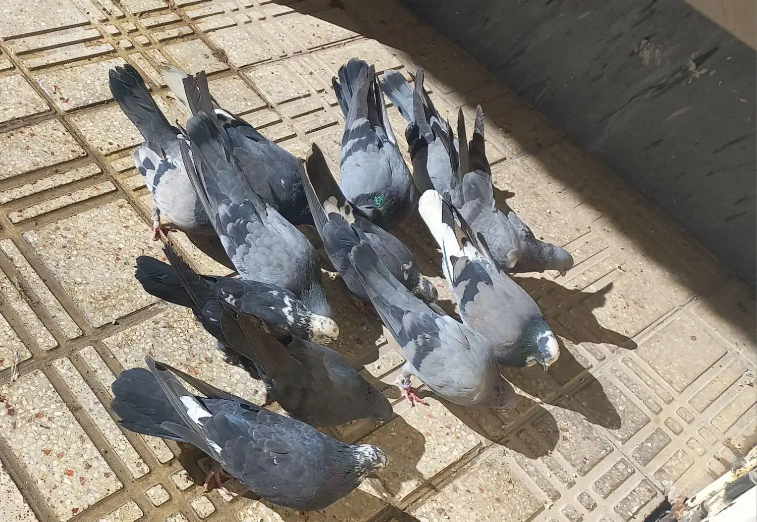 کبوتر|پرنده|فرخ‌شهر, |دیوار