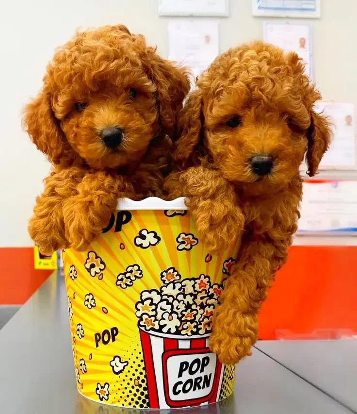 توی پودل / ردلایت / درجه کیفی+A|سگ|تهران, تهرانسر مرکزی|دیوار