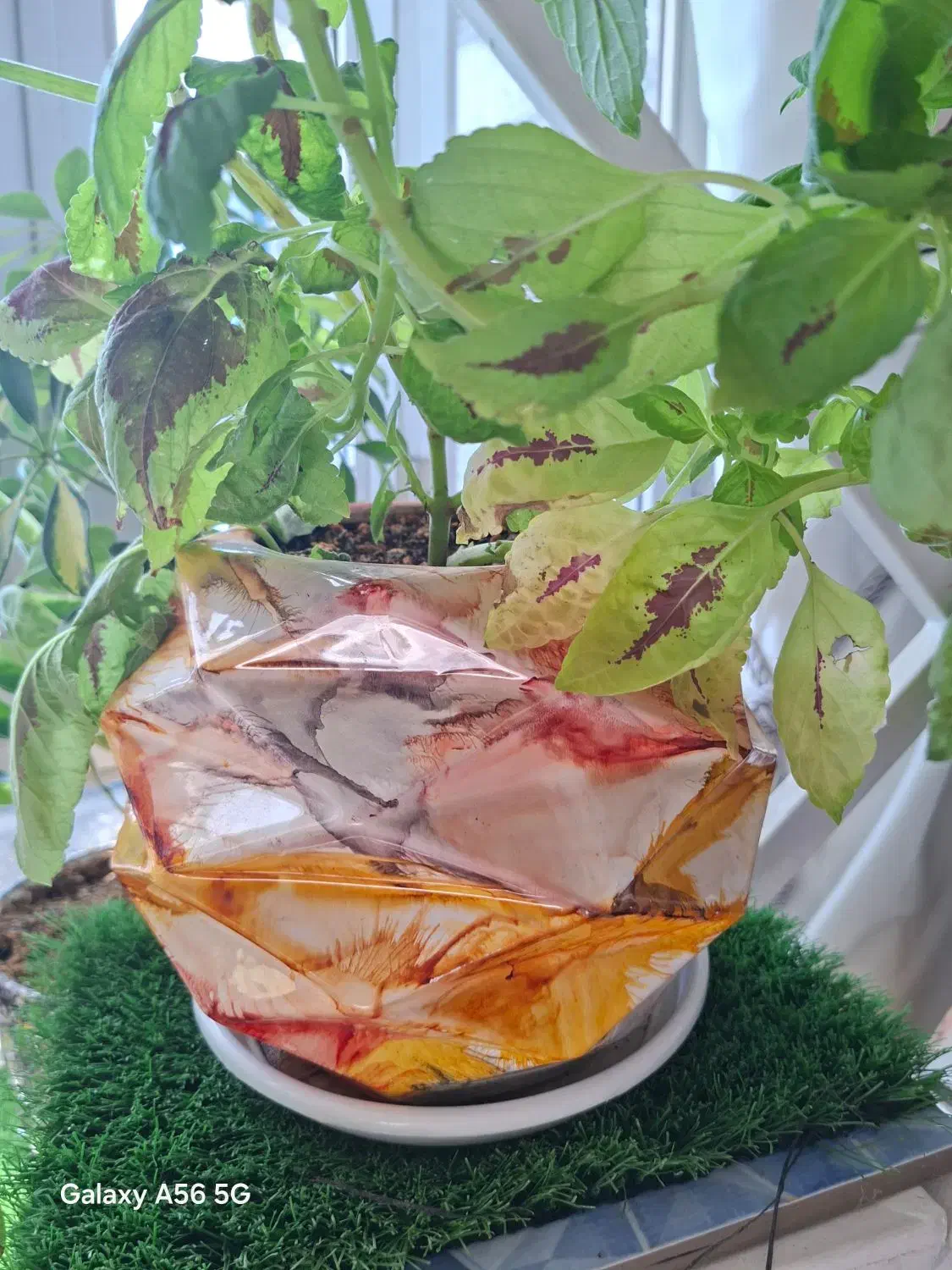 گلدان سفالی|گل و گیاه طبیعی|خمینی‌شهر, |دیوار