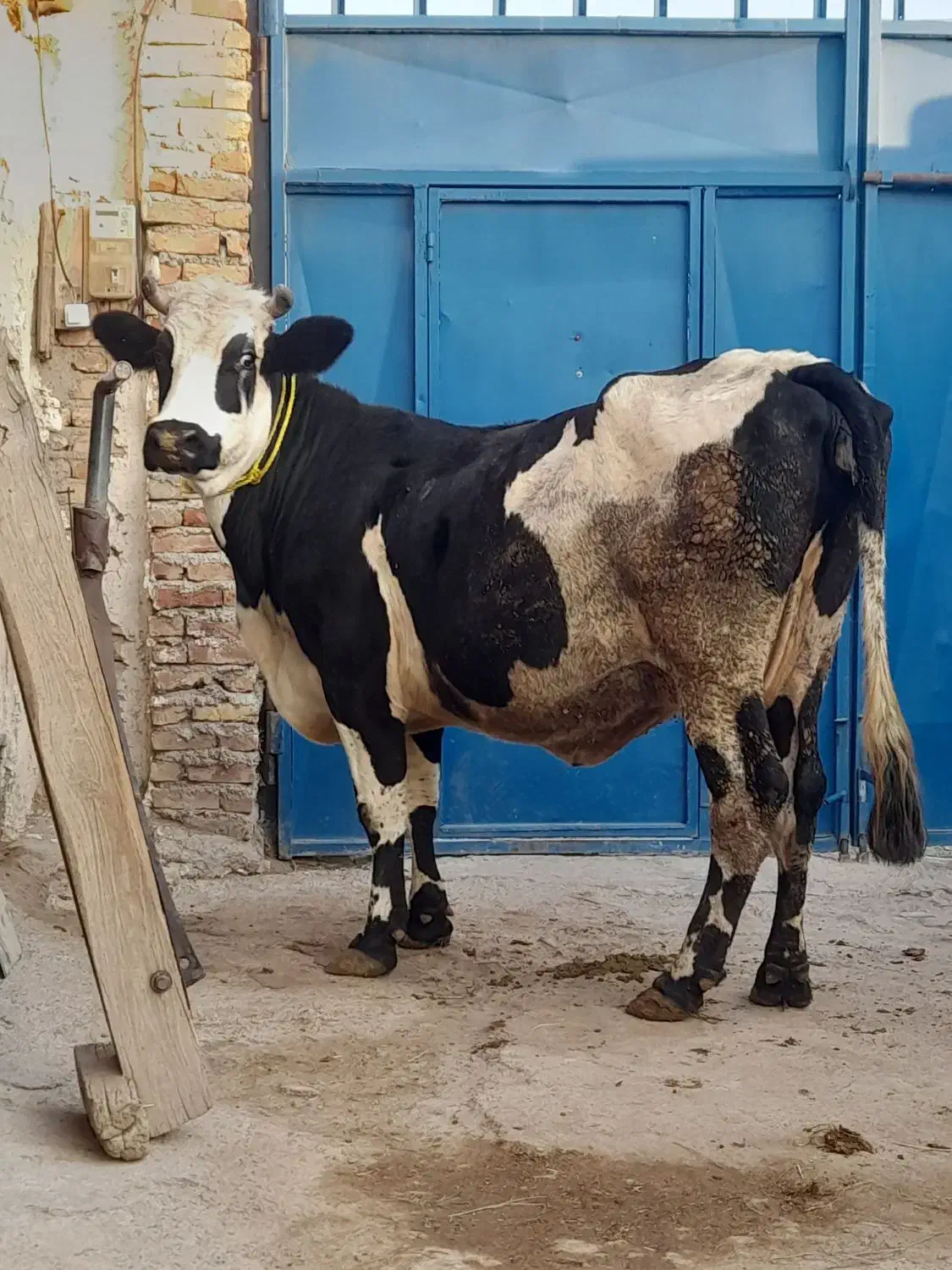 دوعدد گاو گوشتی|حیوانات مزرعه|مهربان, |دیوار