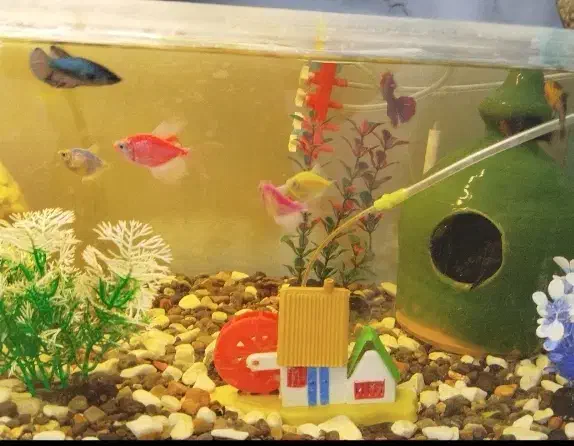 ماهی|ماهی|علی‌آباد کتول, |دیوار