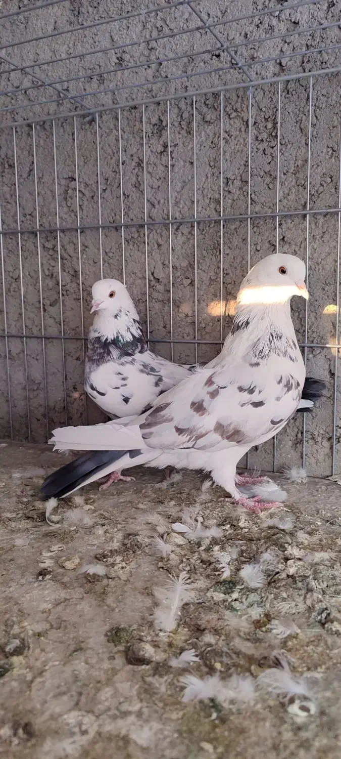 کبوتر پرشی|پرنده|زابل, |دیوار