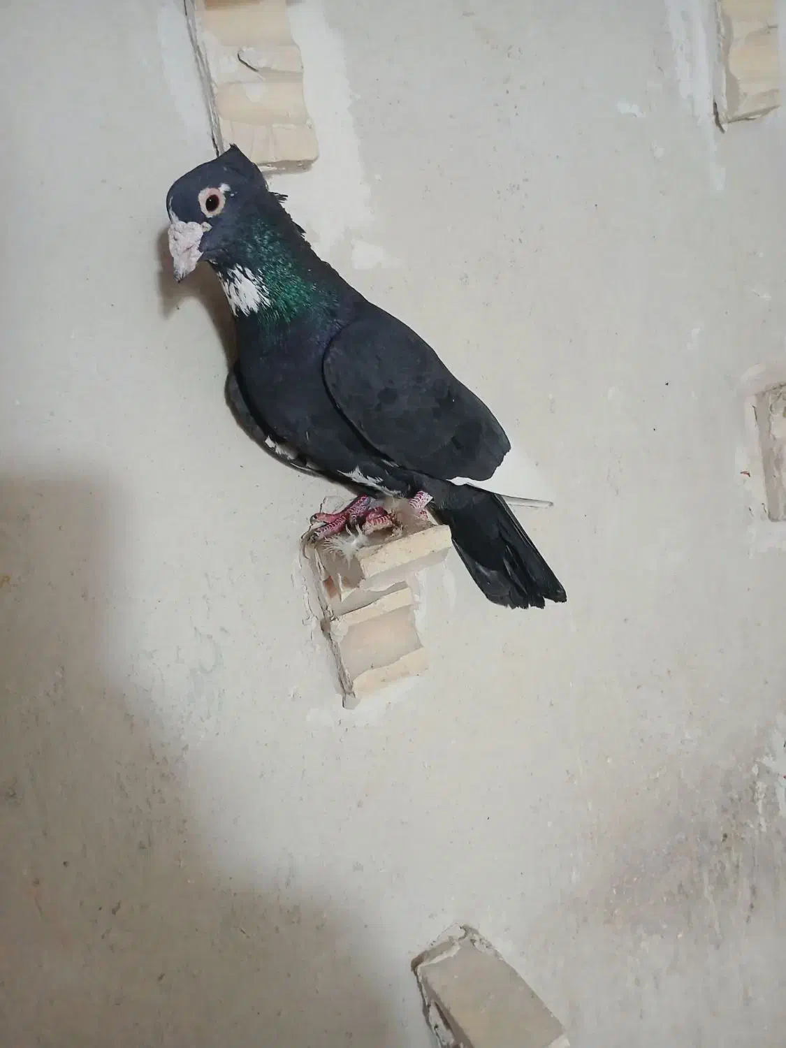 نرماده سیاه پلنگ خوشگل کبوتر کفتر|پرنده|کرمان, |دیوار