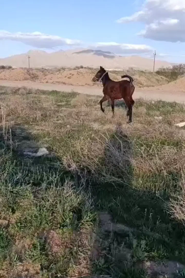 اسب مادیون|اسب و تجهیزات اسبسواری|اراک, |دیوار