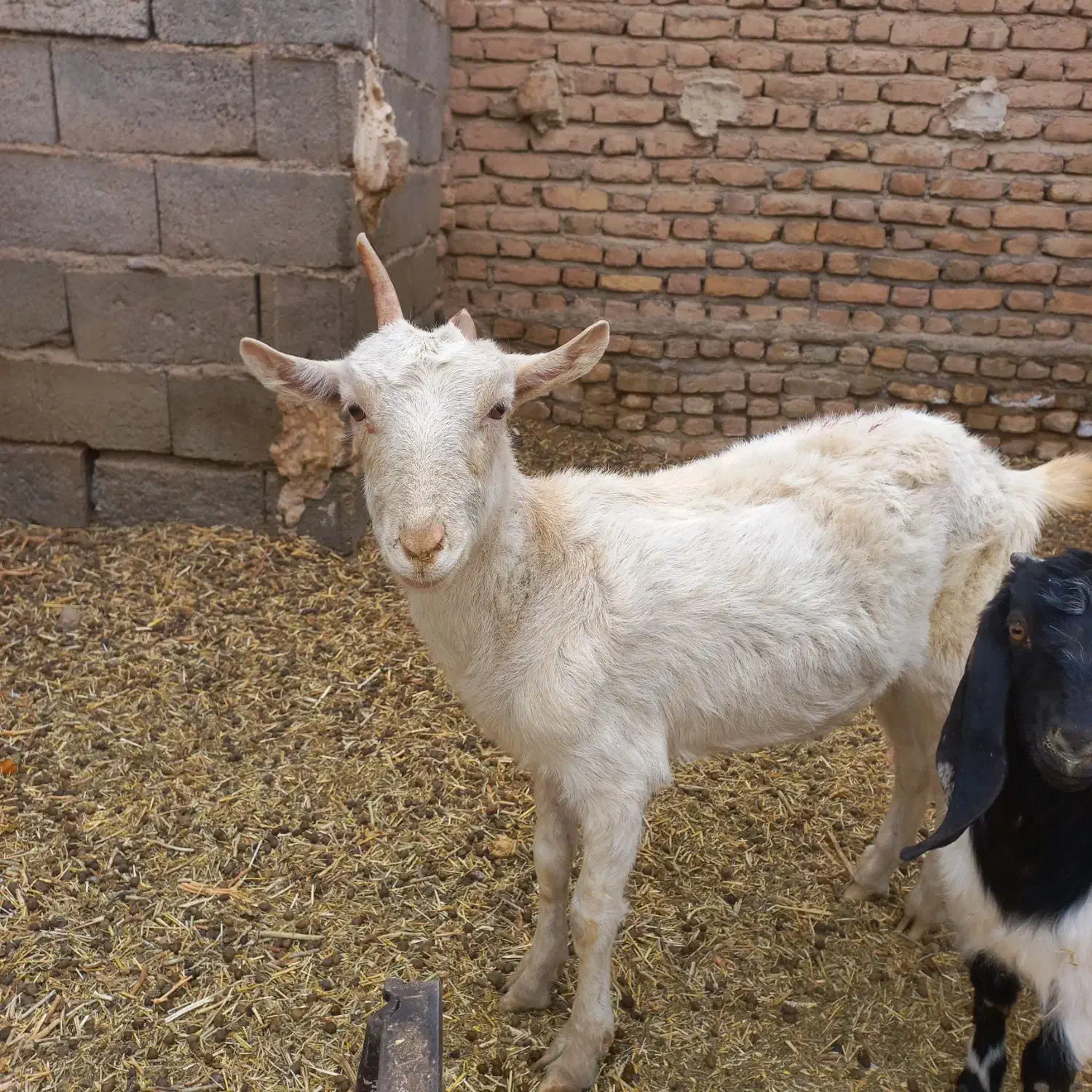 بز سانن جوان|حیوانات مزرعه|نصر آباد, |دیوار