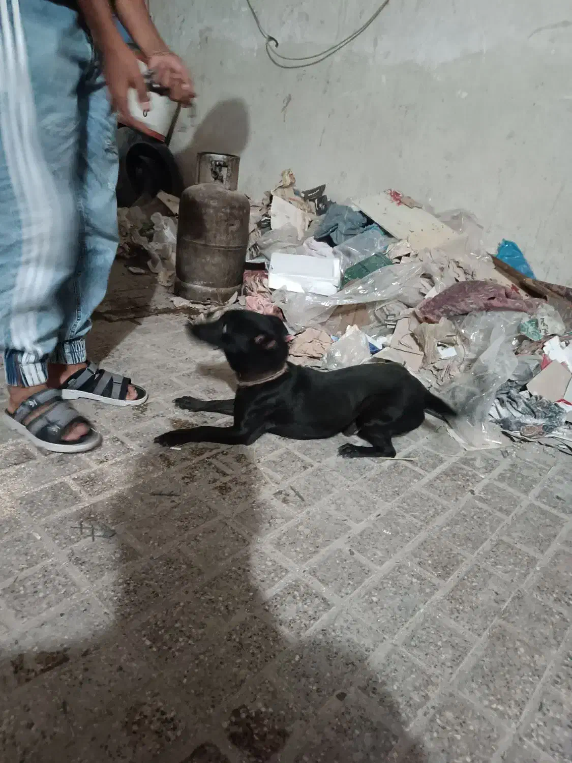 سگ پاکوتاه گرگی|سگ|مشهد, کوی دروی|دیوار